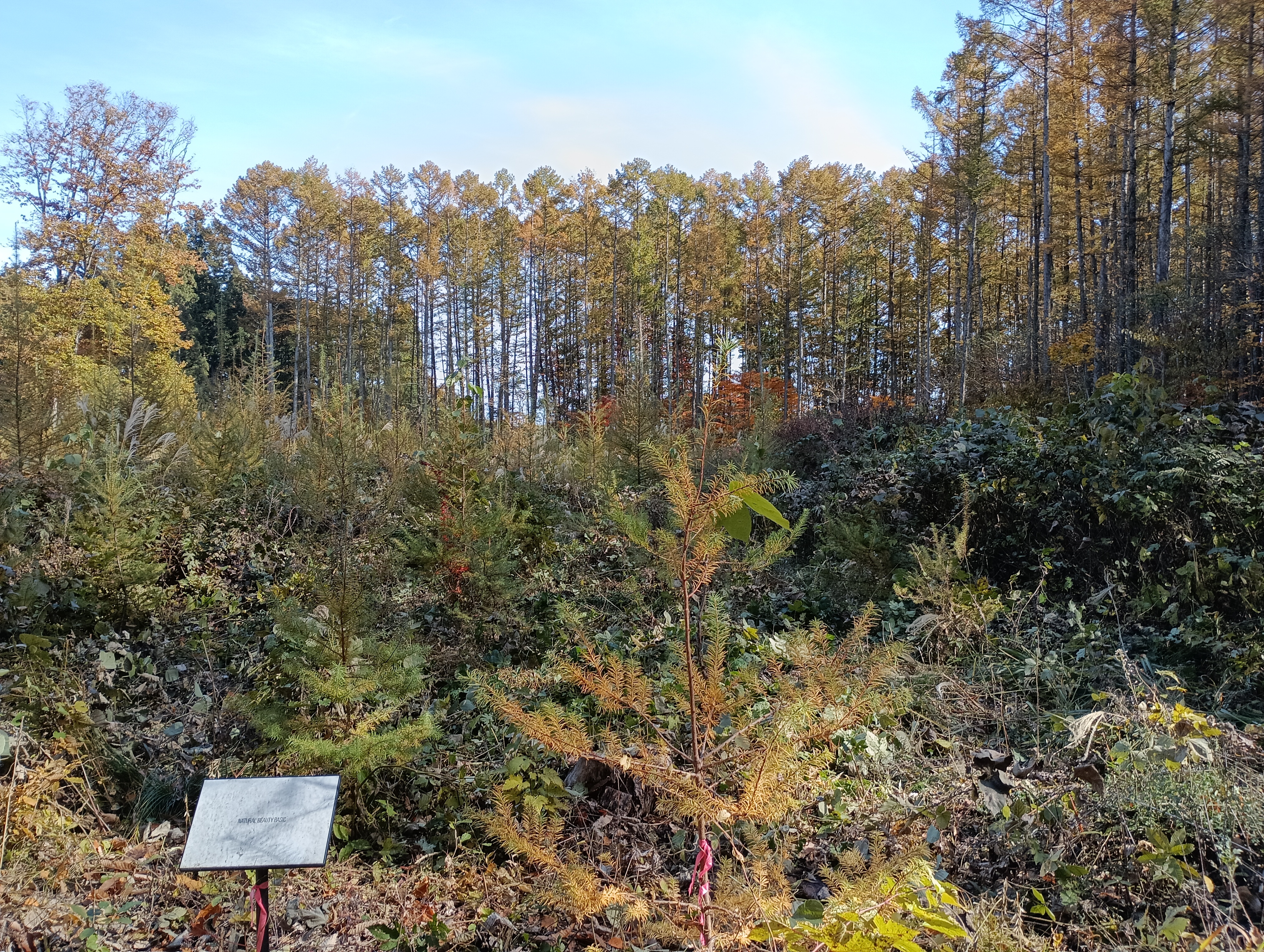 NATURAL BEAUTY BASIC_2025_4.JPG